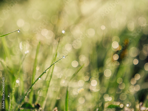 morning dew on blades of grass with blurry background