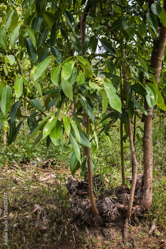 Zimtbaum, Cinnamomum verum