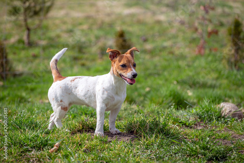 Young Jack Russell Terrier on the grass.