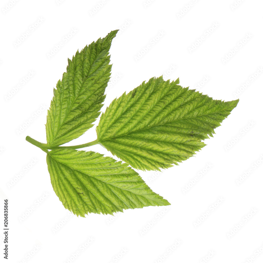 Fototapeta premium green leaf of raspberry isolated don white background