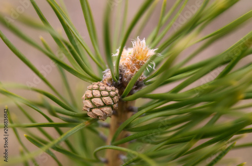 A small pine cone in a green pine tree