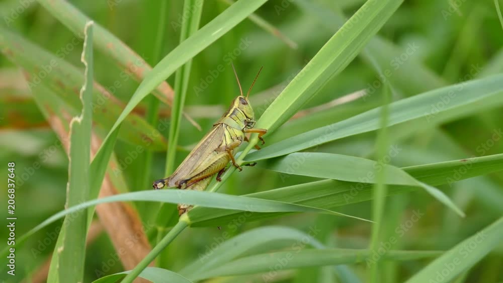 Sharp macro closeup of a detailed slow moving grasshopper on a leaf Sharp macro closeup of a detailed slow moving grasshopper on a leaf