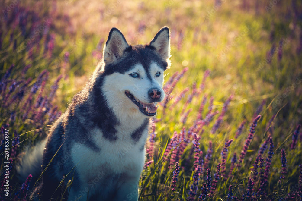 Cute husky with blue eyes sitting in green grass and lilac flowers on the meadow