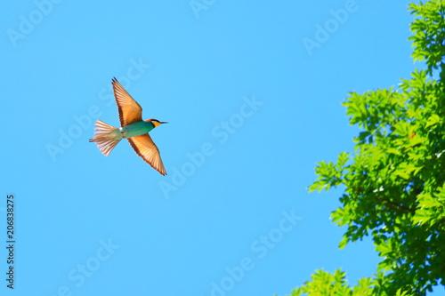European bee-eater in flight