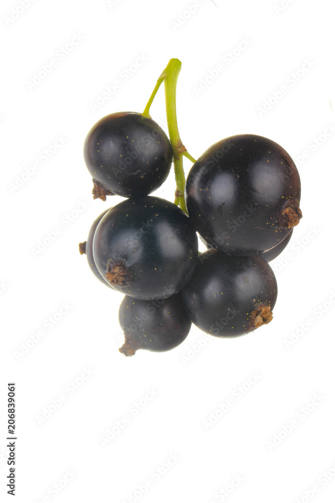 black currant bunch isolated on white background black currant bunch isolated on white background