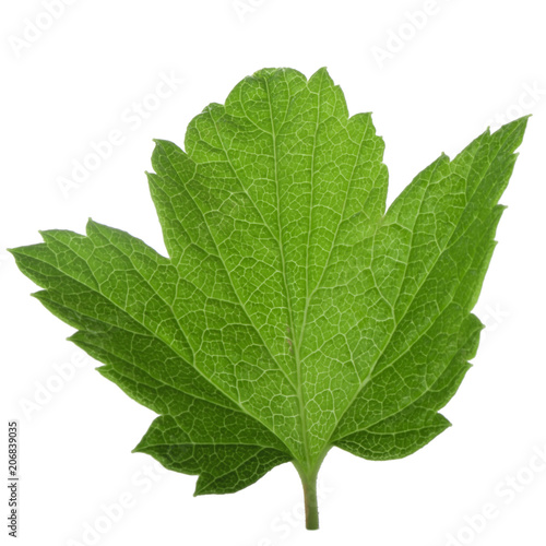 green leaf of black currant isolated on white background