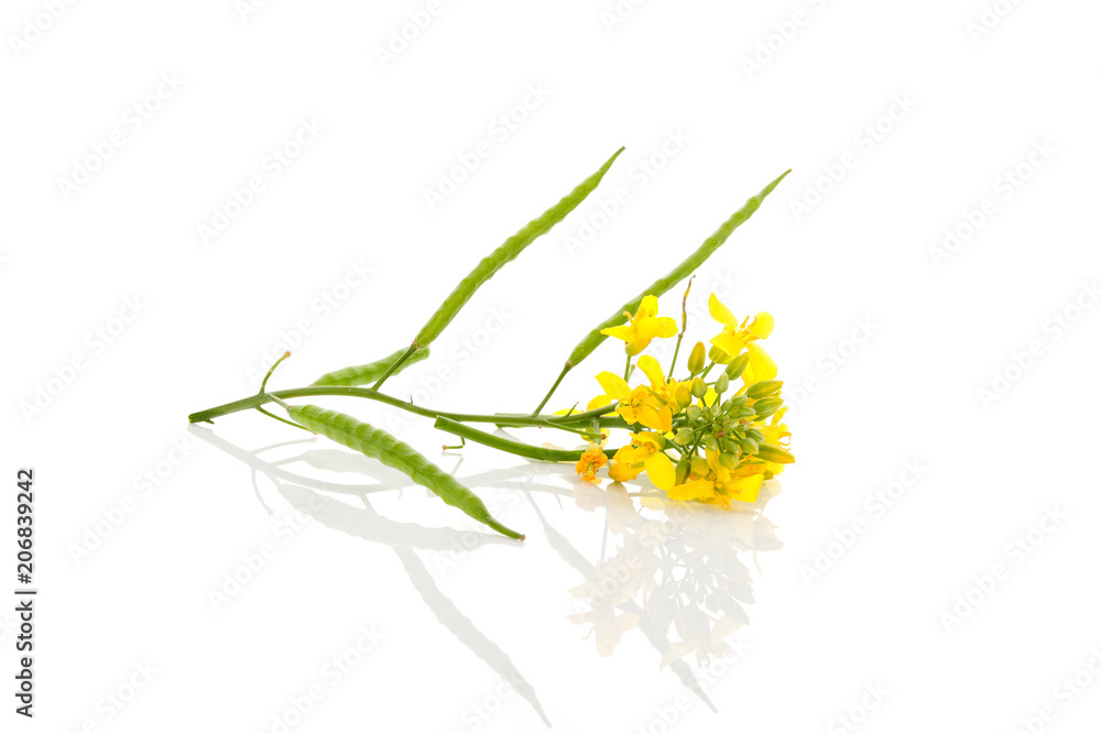 Fototapeta premium Rapessed flower and fruit.