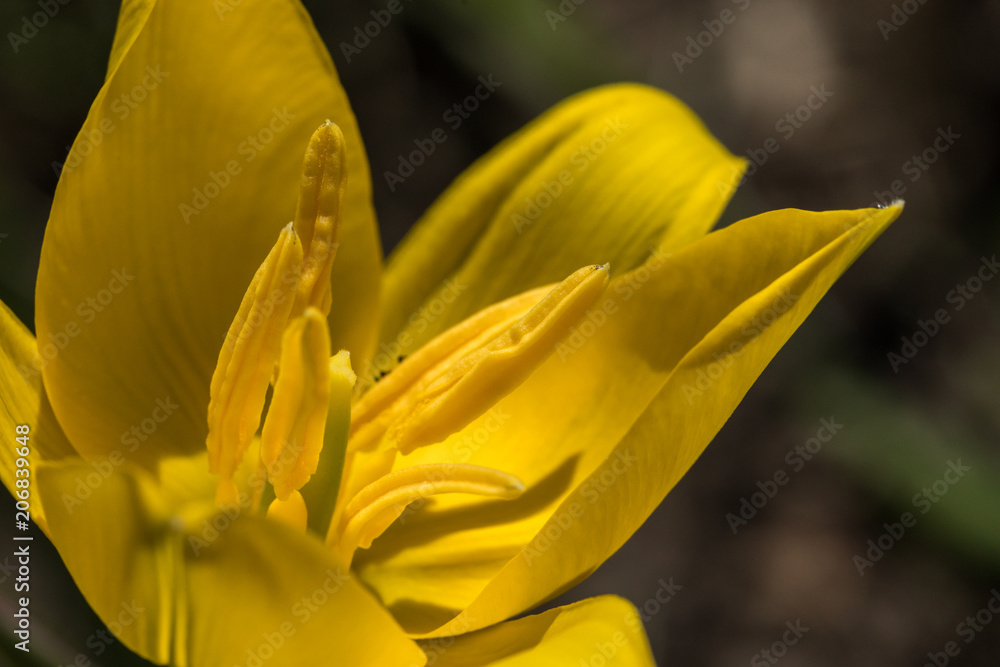 Tulip festival Ottawa Canada 2018. Tulip festival Ottawa Canada 2018.