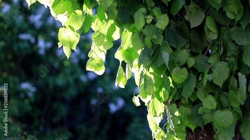 Morning sunlit spring green tree leaves.