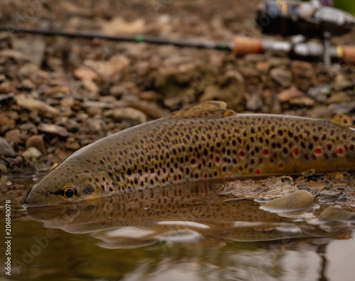 Fototapeta Naklejka Na Ścianę i Meble -  Wild Brown Trout