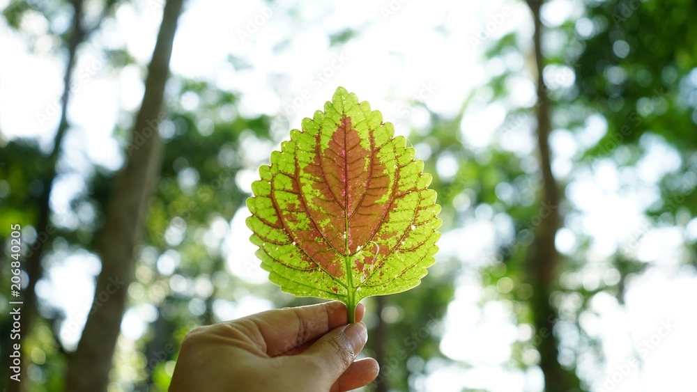 green tree leaves on blurred background
green tree leaves on blurred background