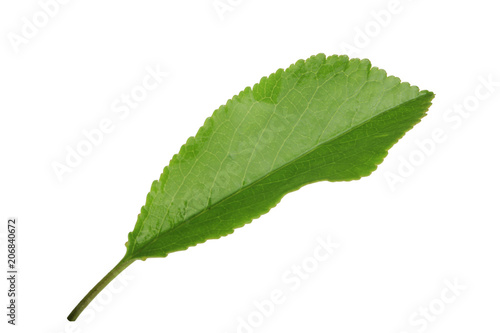 green leaf of cherry isolated on white background