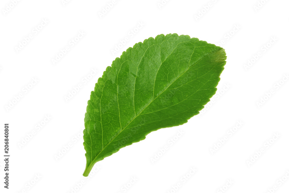 green leaf of cherry isolated on white background green leaf of cherry isolated on white background