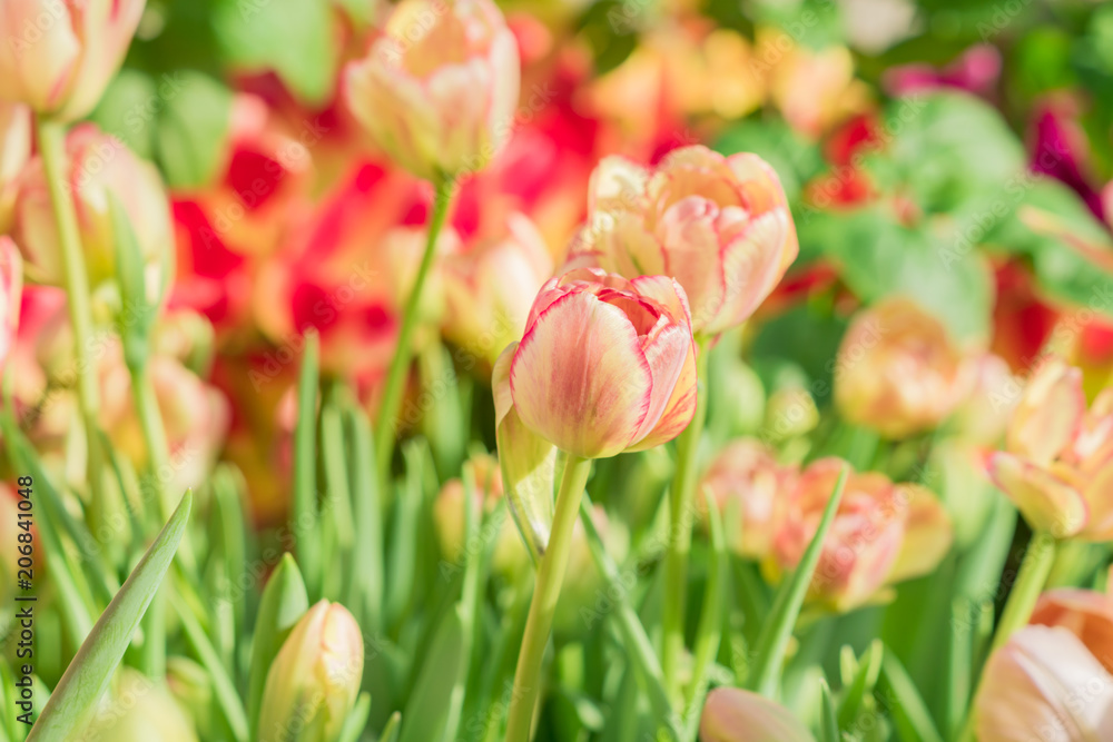 blooming field of orange tulips, close up, selective focus