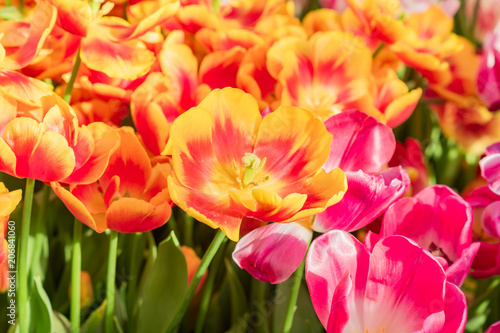 blooming field of orange and pink tulips  close up