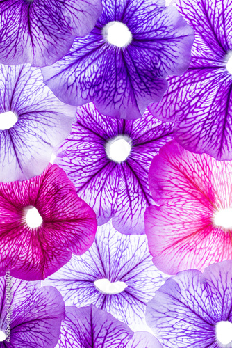 background from flower petals - purple petunia