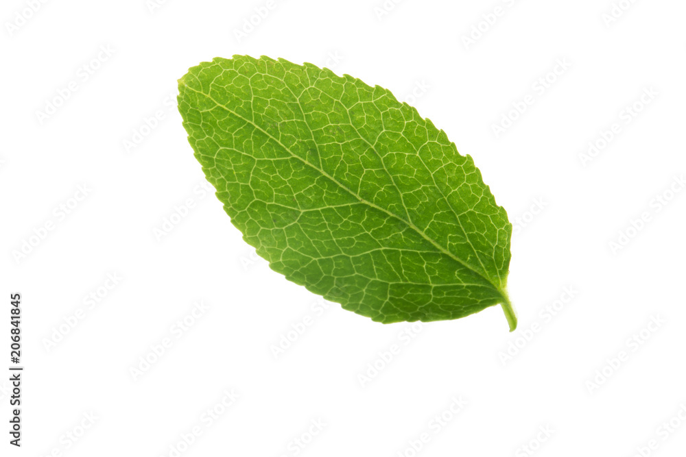 Fototapeta premium green leaf of bilberry isolated on white background