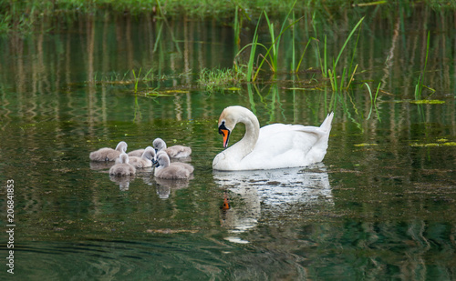 Family of swans with chicks at lake in evening, Germany