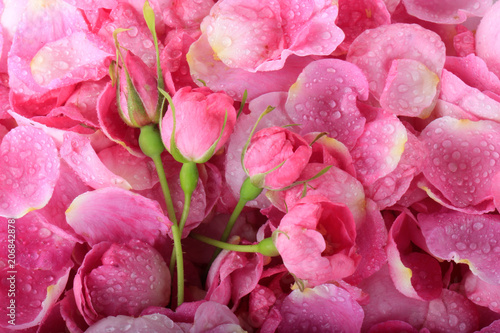 Fototapeta Naklejka Na Ścianę i Meble -  petals of rose background