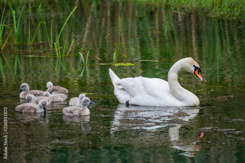 Family of swans with chicks at lake in evening, Germany