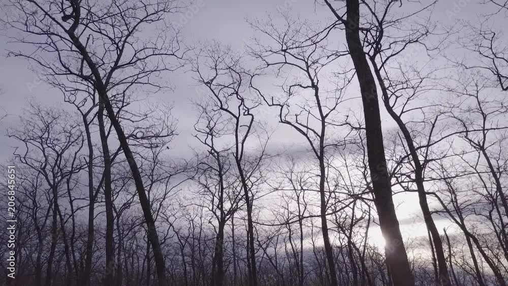 aerial view leafless trees aerial view leafless trees