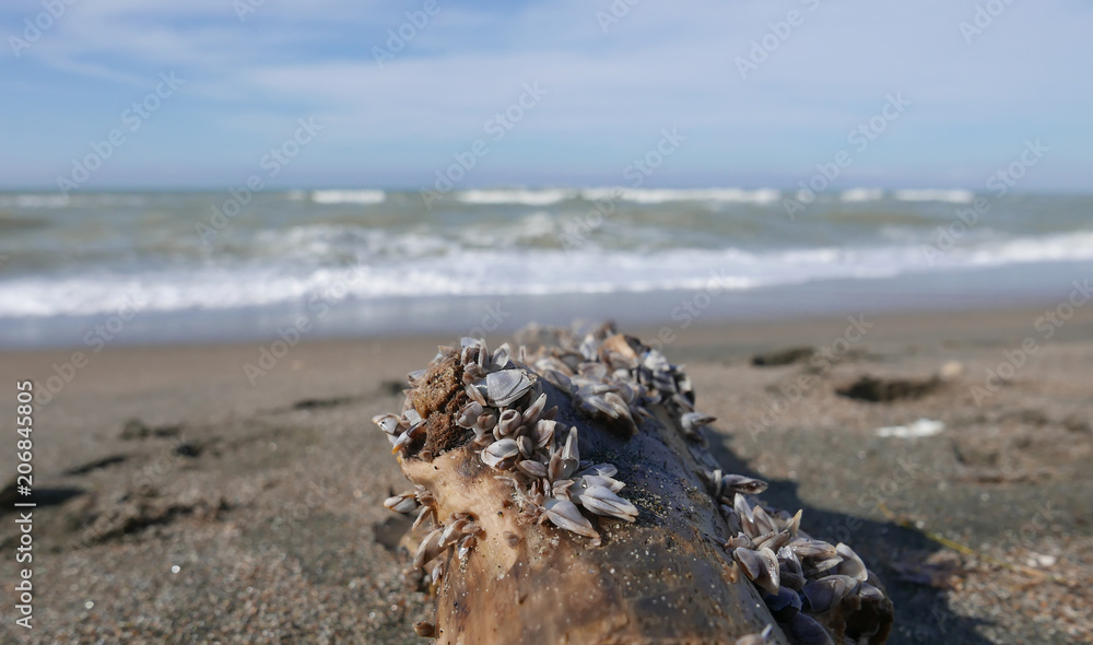 trunk on a solitary beach trunk on a solitary beach
