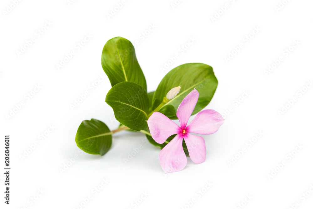 Catharanthus roseus - rose periwinkle. Catharanthus roseus - rose periwinkle.