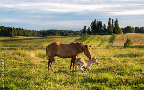 Fototapeta Naklejka Na Ścianę i Meble -  Mother helping foal