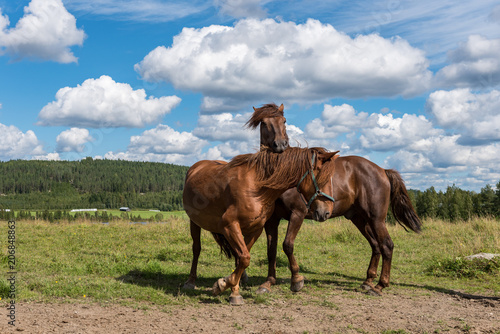 Horses playing