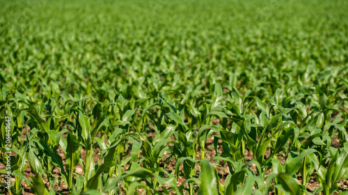 Rows of young corn growing on a field