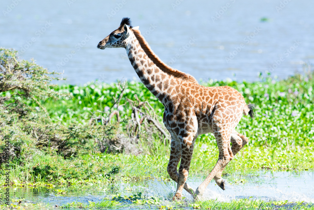 Obraz premium giraffe