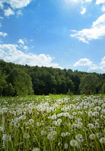  wild dandelion field against the blue sky  landscape