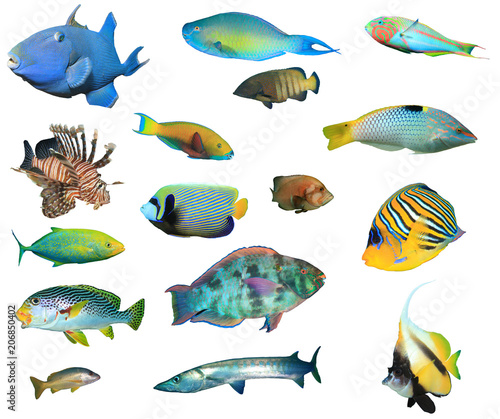 Collection tropical reef fish isolated. Fish species cutout on white background