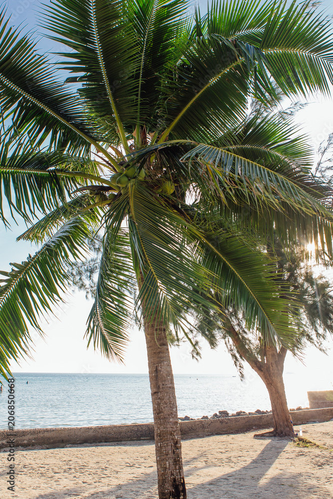 Obraz premium Coconut palm trees