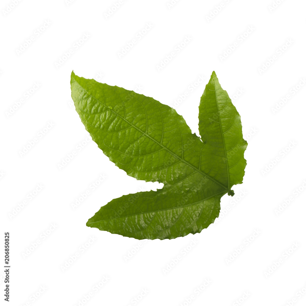Obraz premium green leaf of passion fruit isoalted on white background