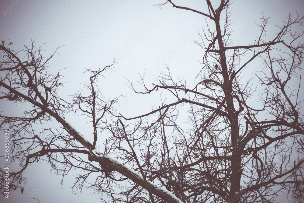 Leafless branches of park winter trees retro Leafless branches of park winter trees retro