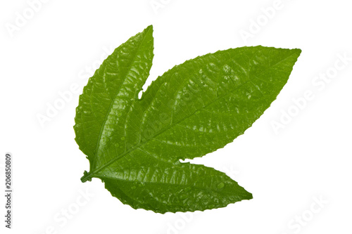 green leaf of passion fruit isoalted on white background