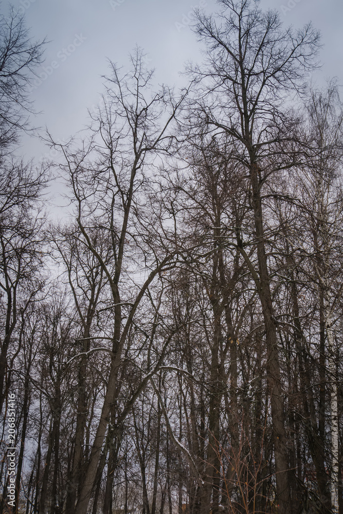 Leafless branches of park winter trees Leafless branches of park winter trees
