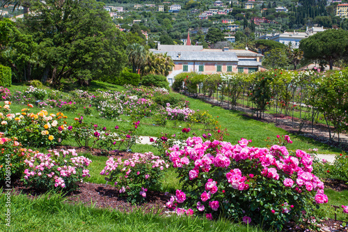 The rose garden 