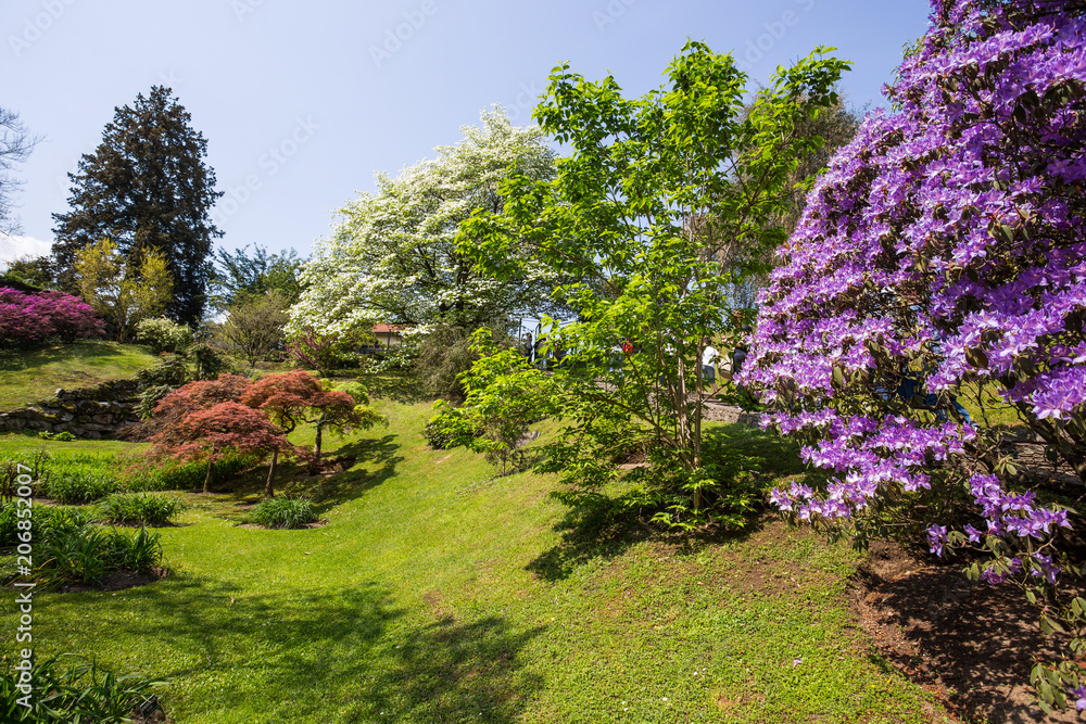 Beautiful flowers landscape in the botanical garden of Villa Taranto in Pallanza, Verbania, Italy. Beautiful flowers landscape in the botanical garden of Villa Taranto in Pallanza, Verbania, Italy.