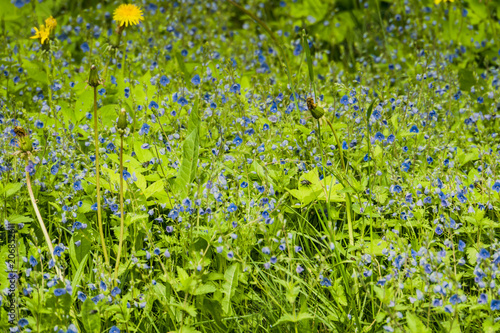 Little blue flowers in the grass