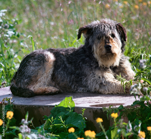 Stray dog lies on podium as monument photo