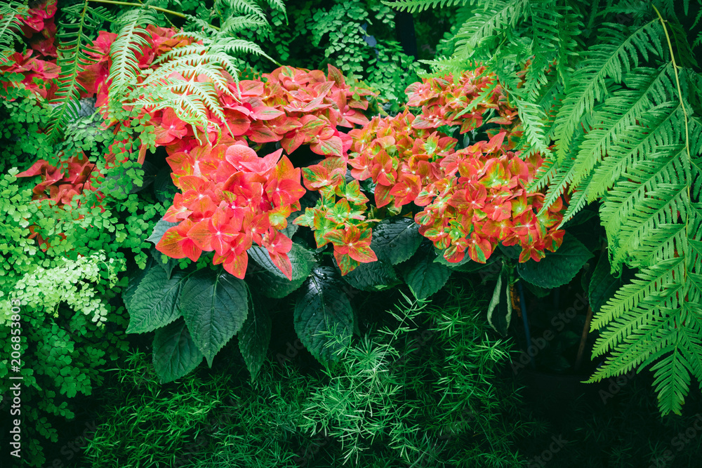 Beautiful bush of red blooming flowers. Texture for wallpaper or web banner. Blossoming hydrangea close up Beautiful bush of red blooming flowers. Texture for wallpaper or web banner. Blossoming hydrangea close up