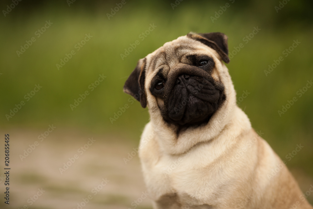 dog breed pug beautiful portrait on green grass