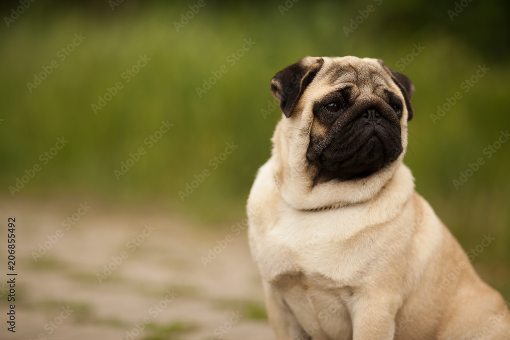 dog breed pug beautiful portrait on green grass dog breed pug beautiful portrait on green grass