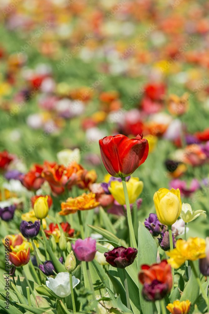 Tulpenfeld im Frühling