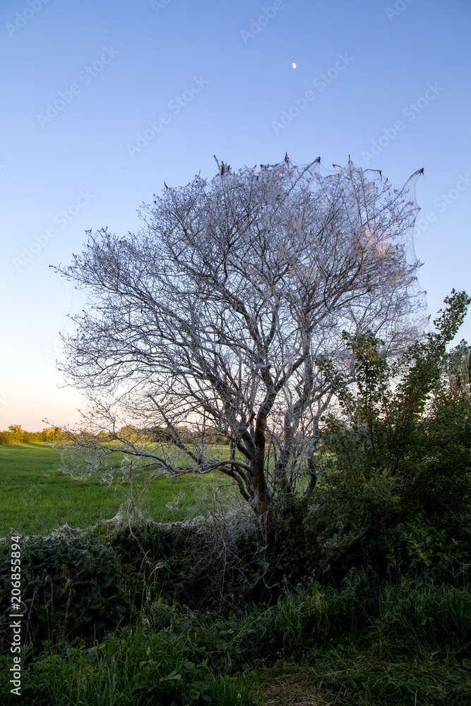 Baum , der von Eichenprozessionsspinnen befallen ist, mit blauem Himmel Baum , der von Eichenprozessionsspinnen befallen ist, mit blauem Himmel