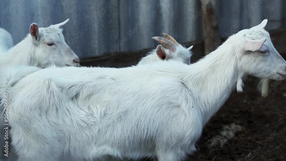 white goats peacefully grazing in the barnyard enclosed by a wooden fence white goats peacefully grazing in the barnyard enclosed by a wooden fence