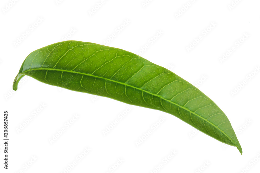 Obraz premium green leaf of mango isoalted on white background