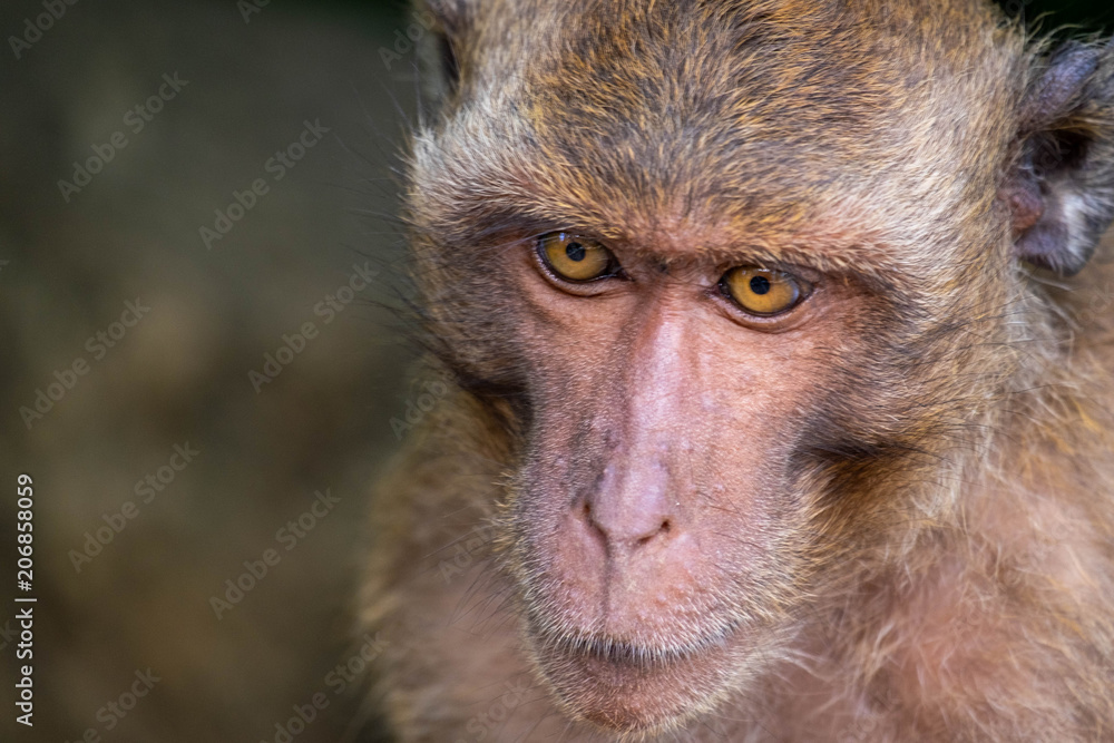 Monkey Hair Stock Photos & Images ~ Royalty Free Images | Pond5